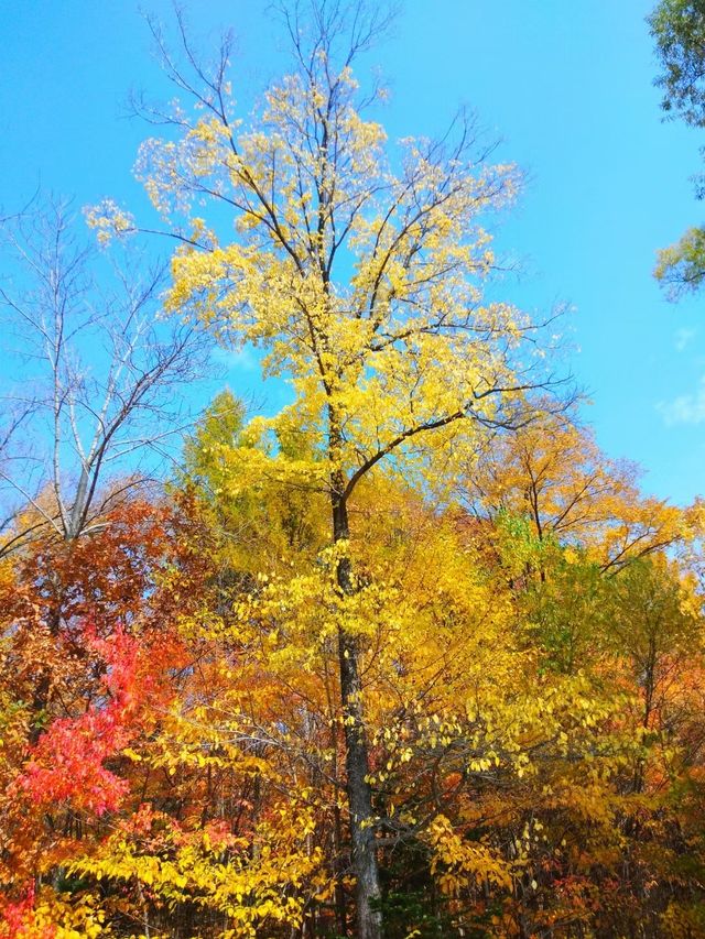 龍灣國家森林公園的最美秋景。