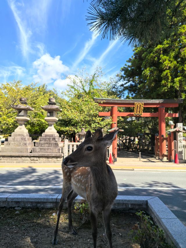 去日本奈良餵小鹿是一種很好的體驗。