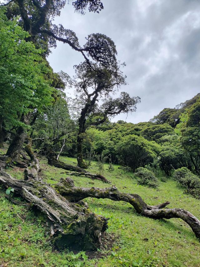大理馬耳山雁池。