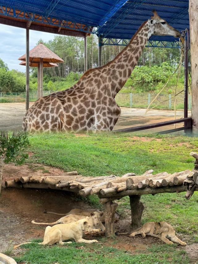 湖南常德野生動物世界 | 動物愛好者的天堂。