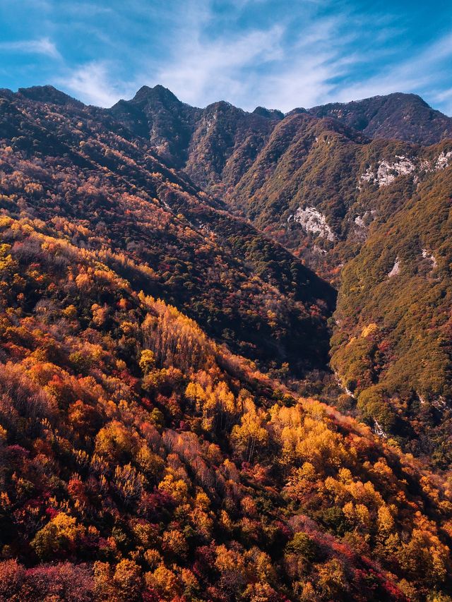 西安周邊我找到了賞秋紅葉天花板。