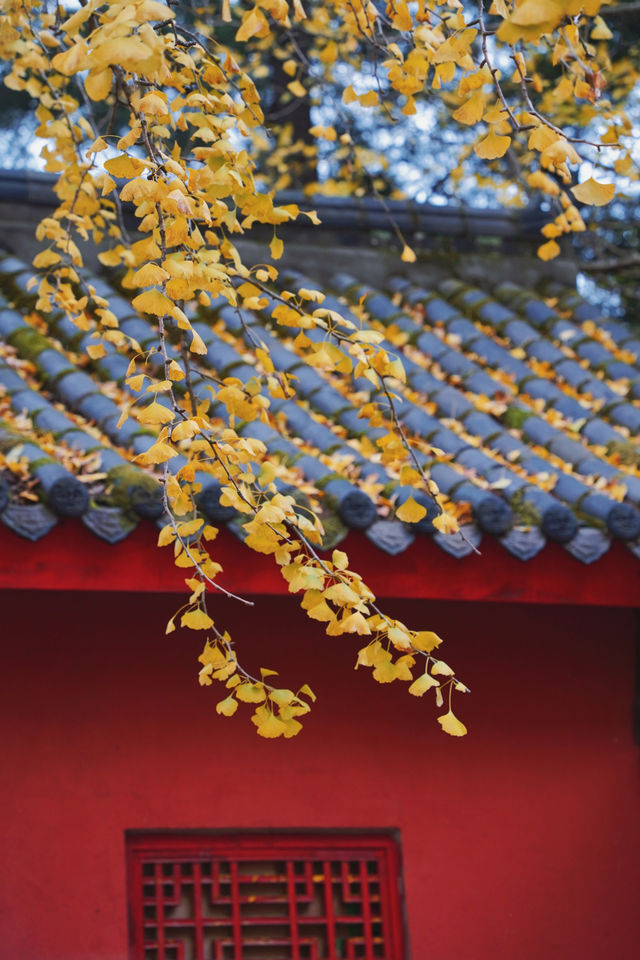 成都周邊1H｜赴一場千年古寺的銀杏之約。