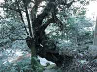 不去九寨溝，就來飛水寨，歸去不看水！。