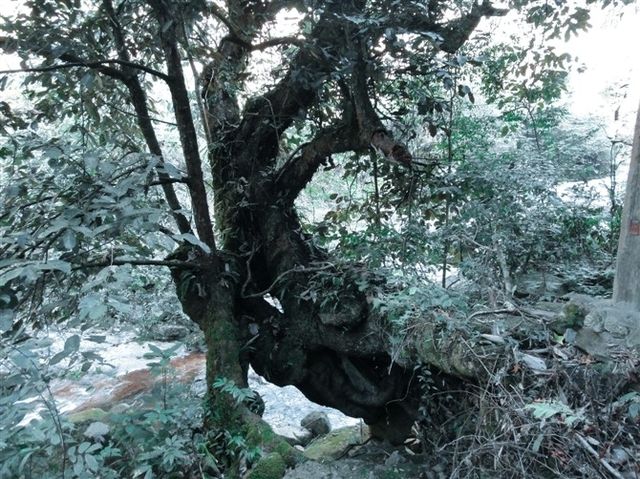 不去九寨溝，就來飛水寨，歸去不看水！。