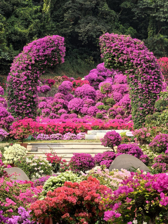 廣東深圳蓮花山公園｜美極了，賞花不走回頭路！。