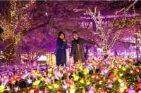 Japan's Largest Light Show in Kanto: 6 Million Lights!