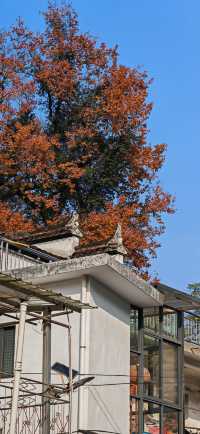 婺源石城紅葉景區——冬日裡最後的那抹紅