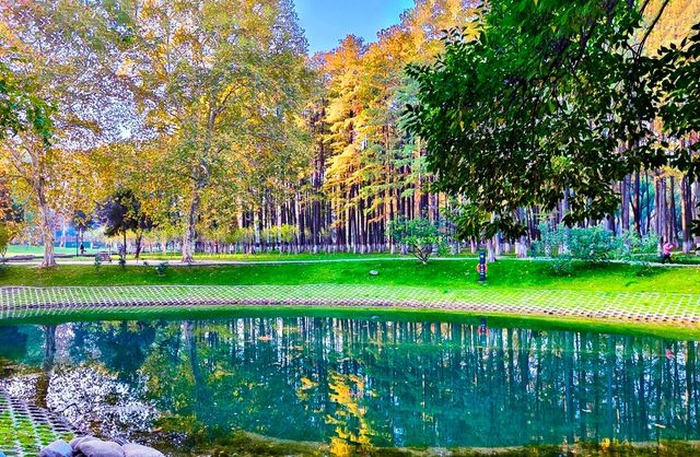 深秋的武漢解放公園——紅得發紫
