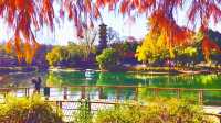 深秋的武漢解放公園——紅得發紫