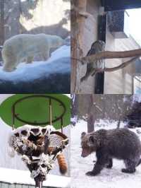 旭川 | 🐧可愛動物園&周邊好吃拉麵店🍜