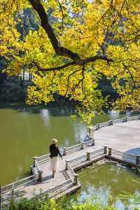 錯過再等一年佛山這個地鐵直達的公園秋景好美