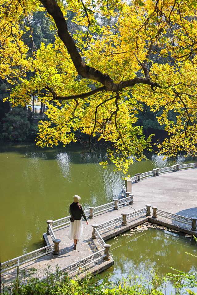 錯過再等一年佛山這個地鐵直達的公園秋景好美