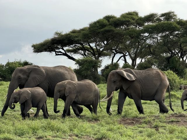 世界動物