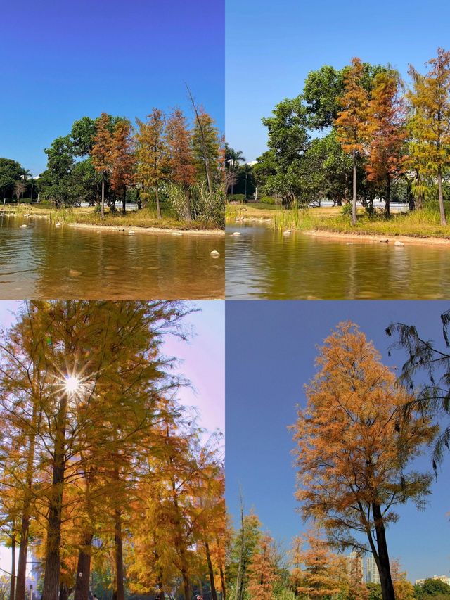 深圳香蜜公園