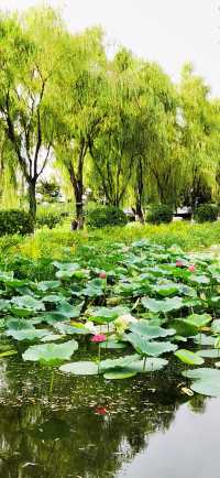 集安•蓮花公園