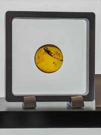 玉碗盛光——珍稀琥珀展