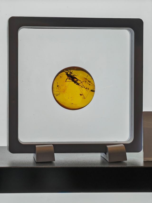 玉碗盛光——珍稀琥珀展