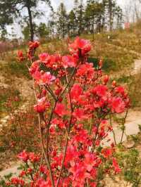 銅陵梧桐花谷｜山水秀麗，花開四季