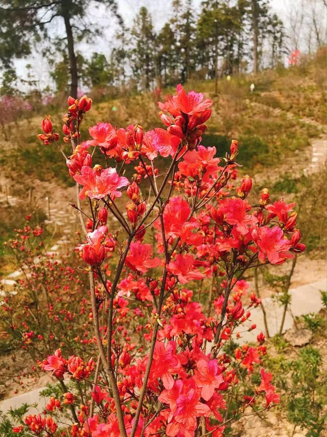 銅陵梧桐花谷｜山水秀麗，花開四季