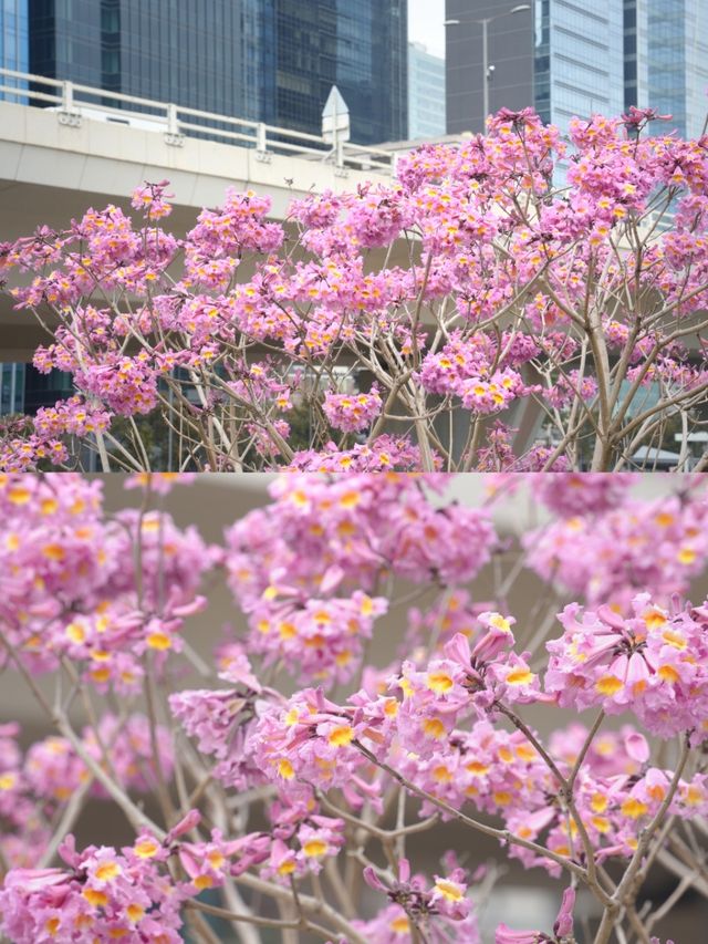 香港賞花必看的紫花風鈴木開了！