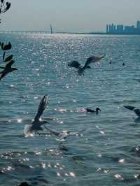 🌊 深圳灣公園的浪漫邂逅 - 海鷗 🌊