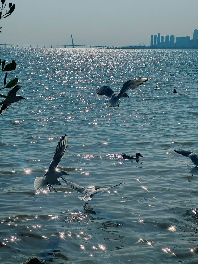 🌊 深圳灣公園的浪漫邂逅 - 海鷗 🌊