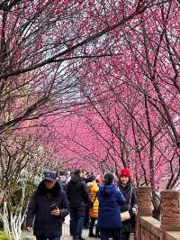 抓緊時間望江樓公園的杏梅美到心動