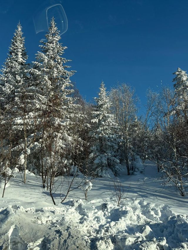 哈爾濱-雪鄉滑雪之旅一篇文章帶你食住玩樂
