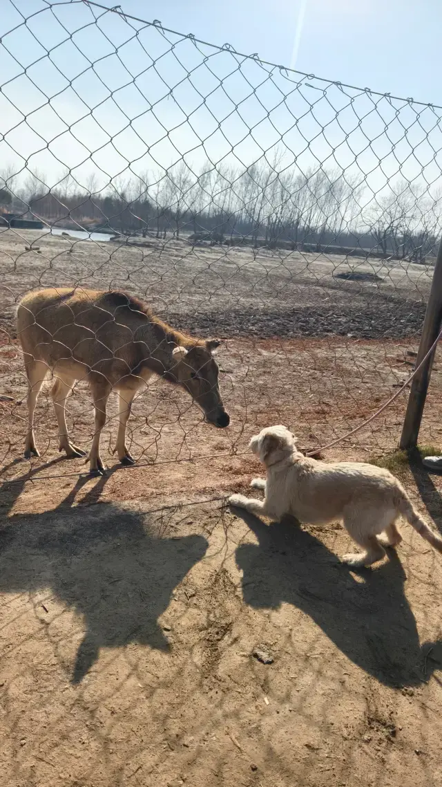 난통 출발|반려견과 함께 다펑 사슴공원 여행