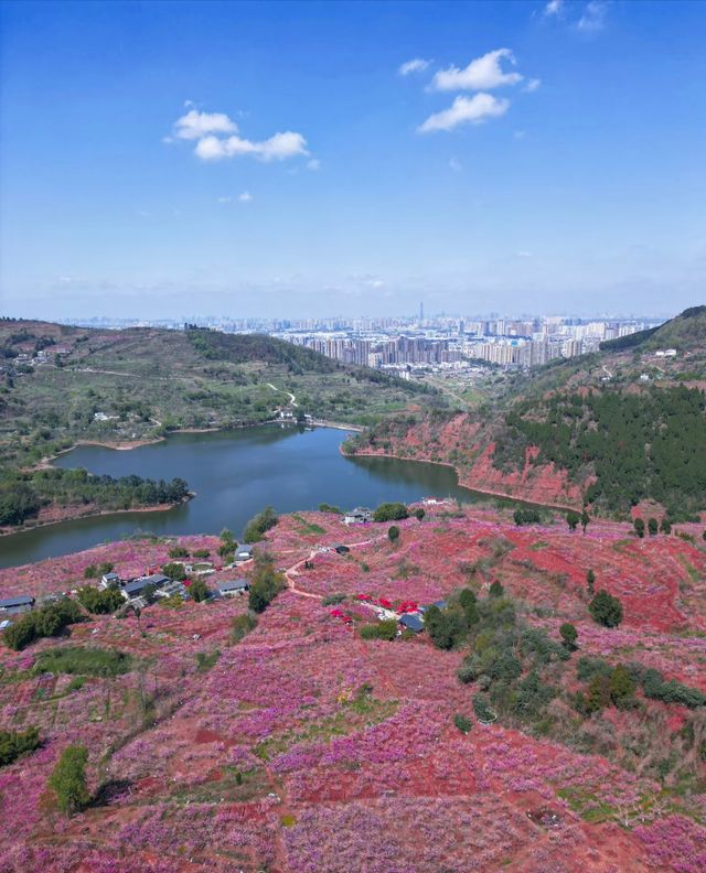 2025年龍泉山賞桃花攻略（附冷門路線推薦）