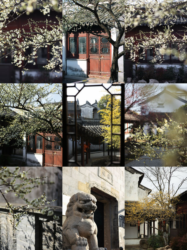 燕園|又一年梅花開了 燕園|又一年梅花開了