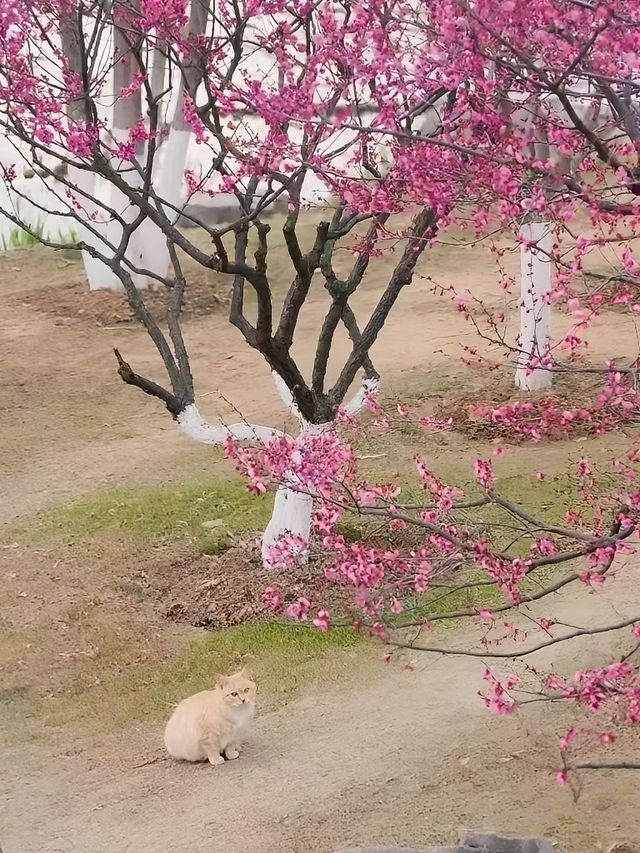 南京人，初春怎能不去玄武湖公園