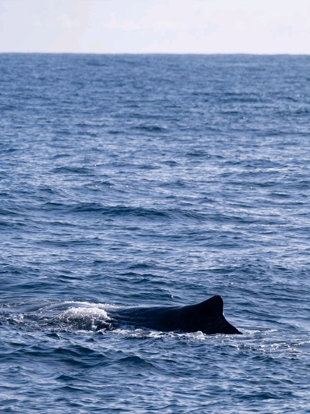 Kaikoura：Heaven for whale-watching