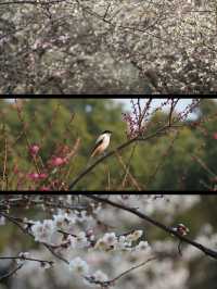 上海賞梅遊記·世紀公園梅花盛放中🌸