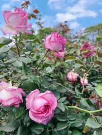 【春日限定】賞花摘果，一秒get仙女感！