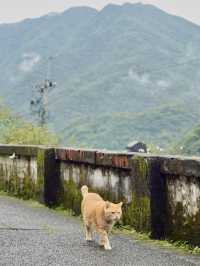 貓語猿聲：猴硐貓村的溫暖時光