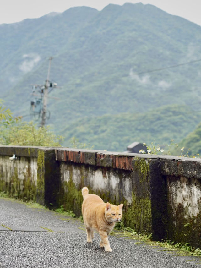 貓語猿聲：猴硐貓村的溫暖時光