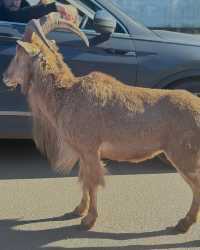 伍斯特周邊必衝！西密德蘭茲野生動物園保姆級攻略真實體驗
