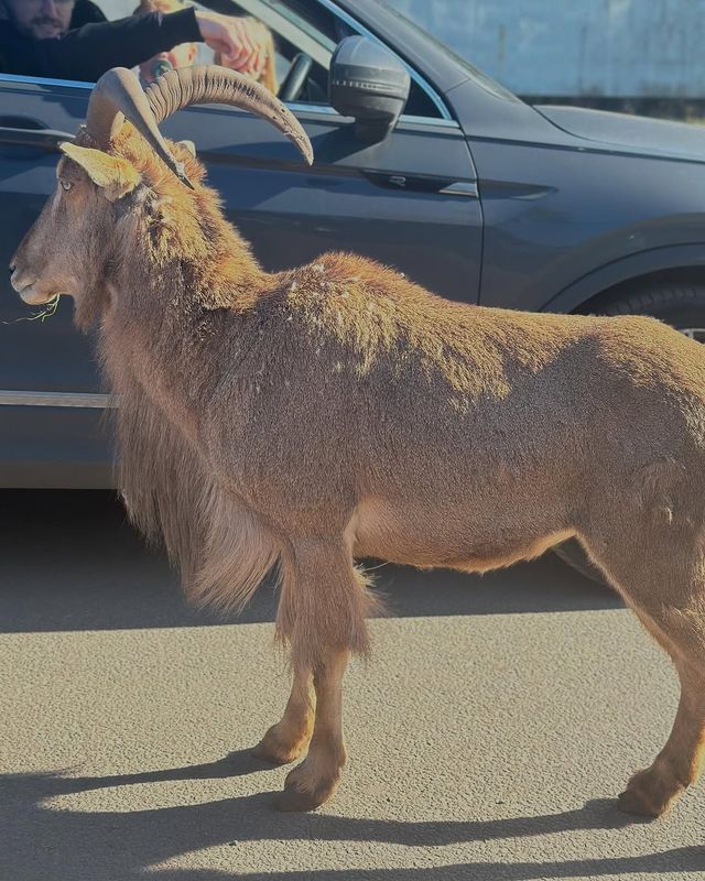 伍斯特周邊必衝！西密德蘭茲野生動物園保姆級攻略真實體驗
