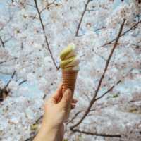 🌸在大阪清水寺，赴一場春日櫻花之約