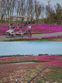解鎖枝江金湖濕地公園，藏在湖北的生態寶藏