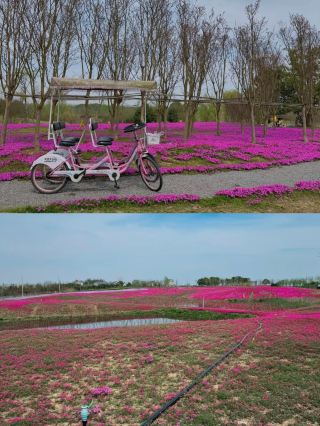 Discover Jinhu Wetland Park in Zhijiang, Hubei: An Ecological Treasure