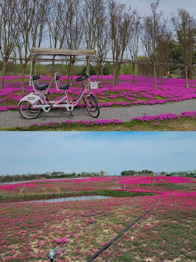 解鎖枝江金湖濕地公園，藏在湖北的生態寶藏