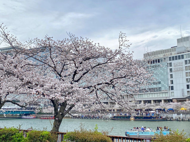 🌸在大阪大川，赴一場春日櫻花之約