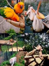 野生動物園邂逅生態精靈
