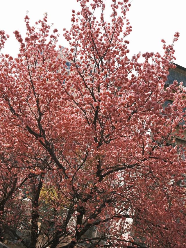 昆明春日限定櫻花盛宴！錯過等一年