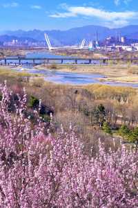 北京賞花新頂流預定！錯過等一年