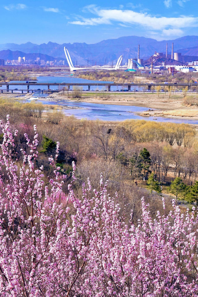 北京賞花新頂流預定！錯過等一年