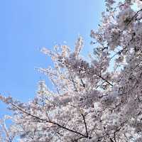 上海限定🌸 虹口足球場的絕美早櫻，美到失語！