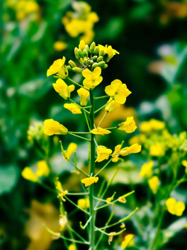 羅平賞油菜花，無邊無際的金色花海